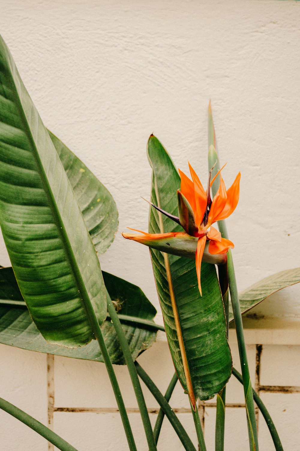 a bird of paradise flower in front of a white wall