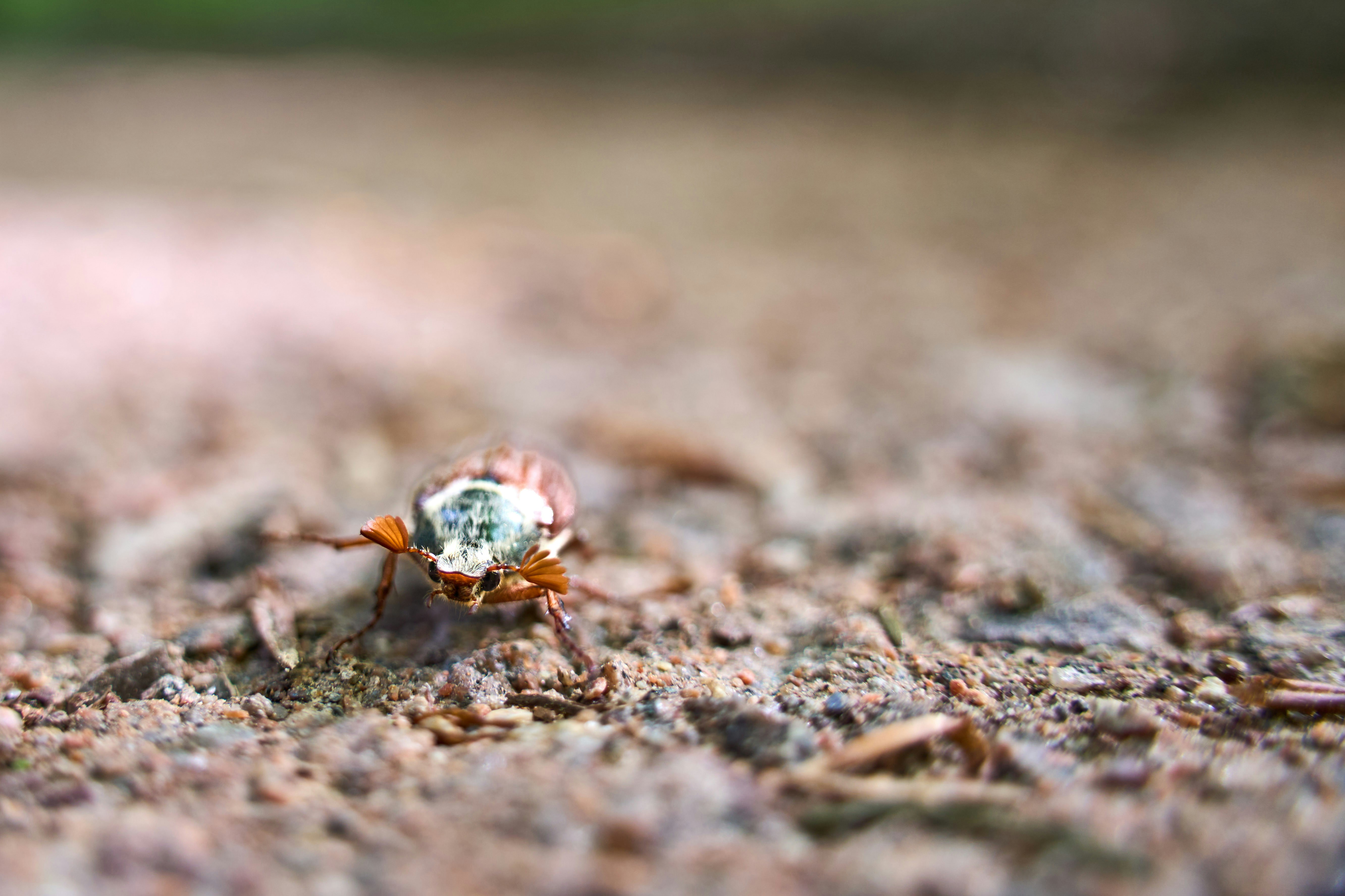 Photo by wolfgang_hasselmann