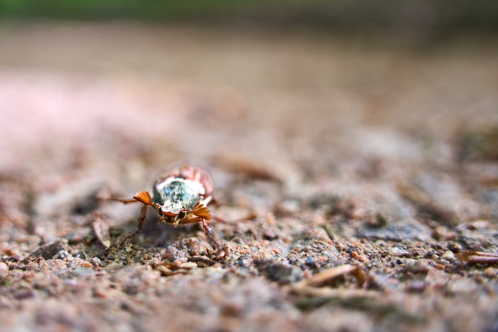 a small insect is standing on the ground