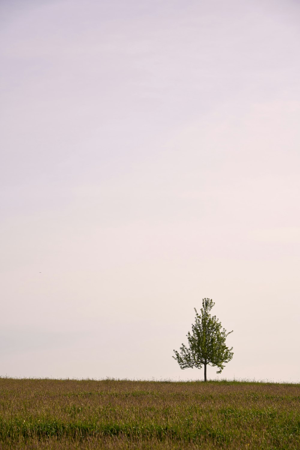 a lone tree in a grassy field under a blue sky