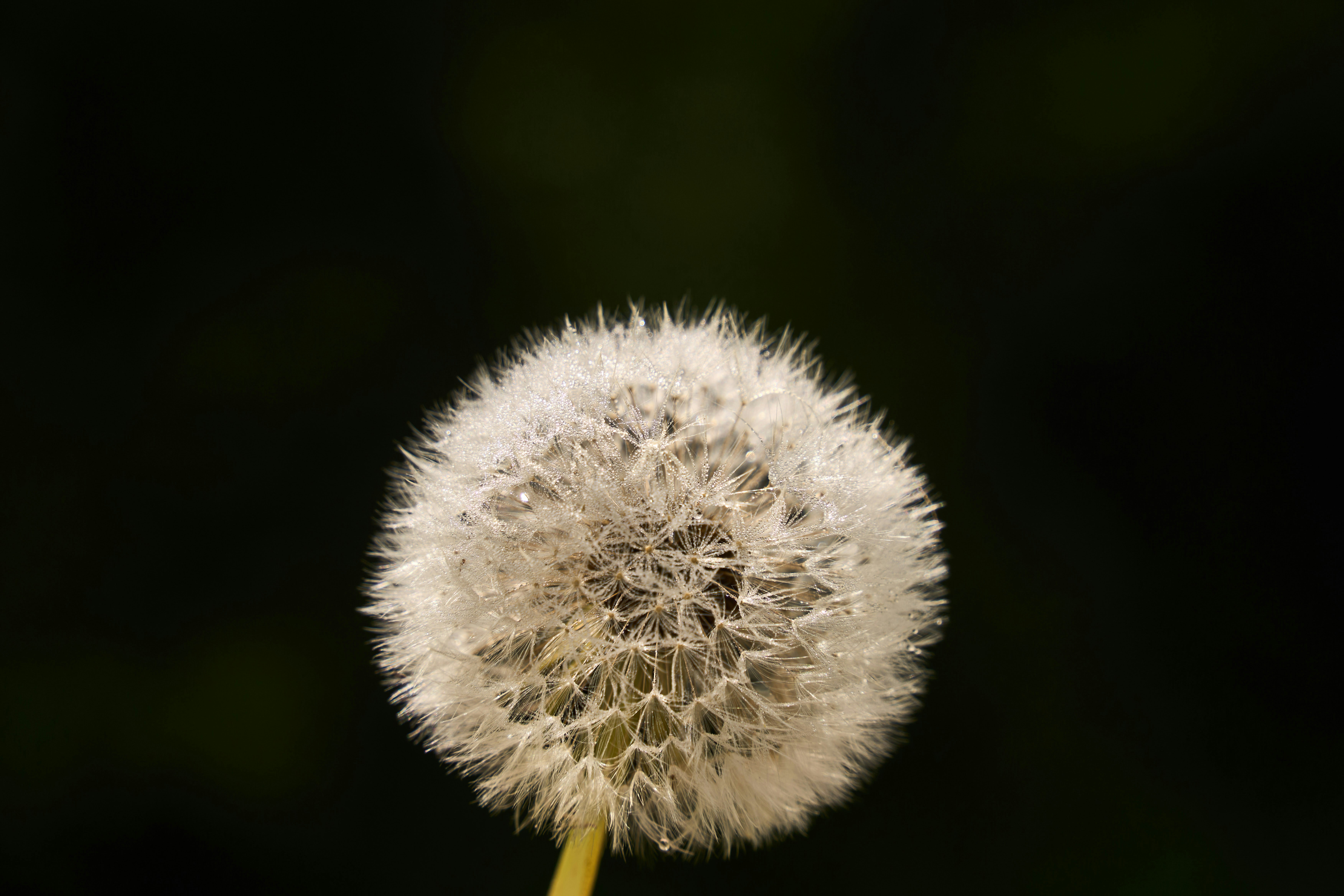 Photo by wolfgang_hasselmann