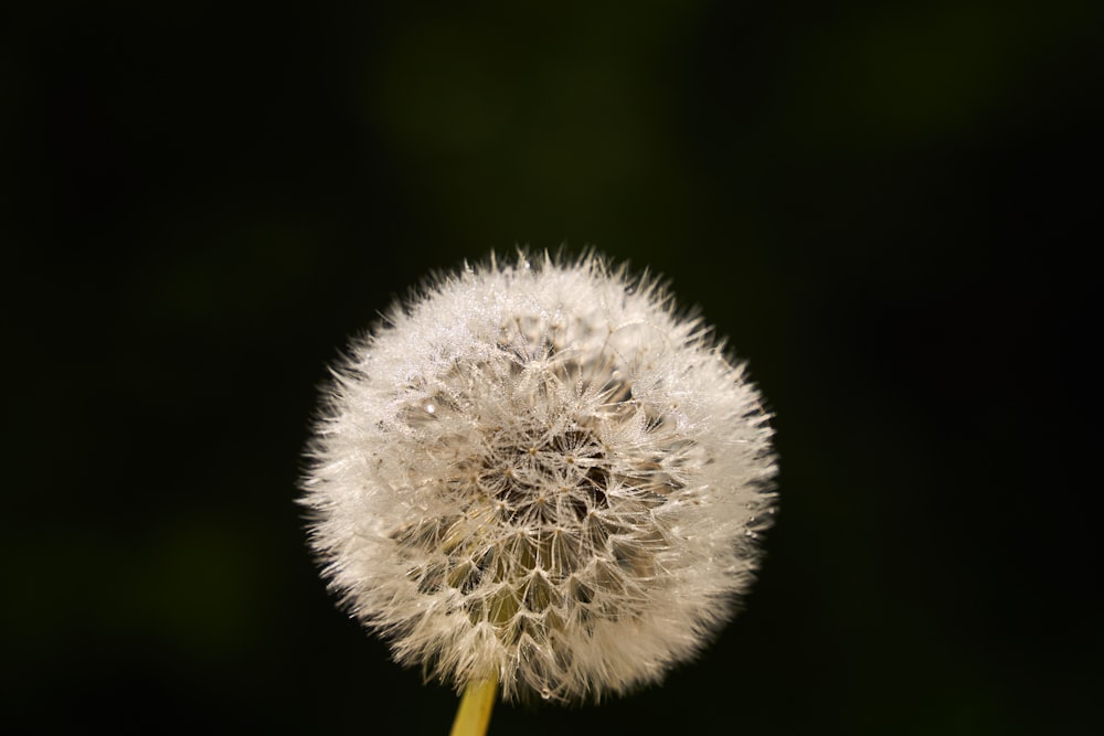 a dandelion flower with a black background