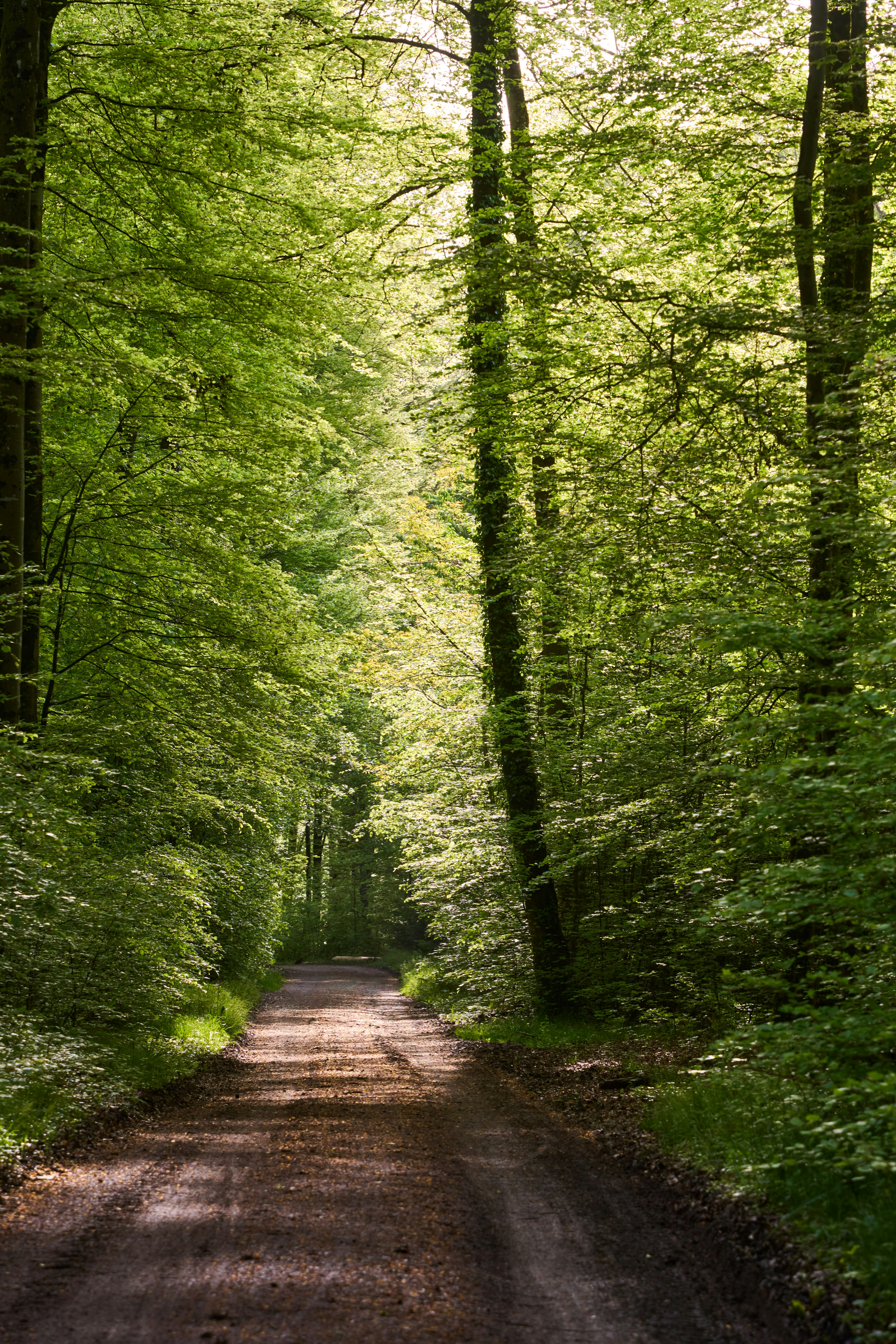 Photo by wolfgang_hasselmann