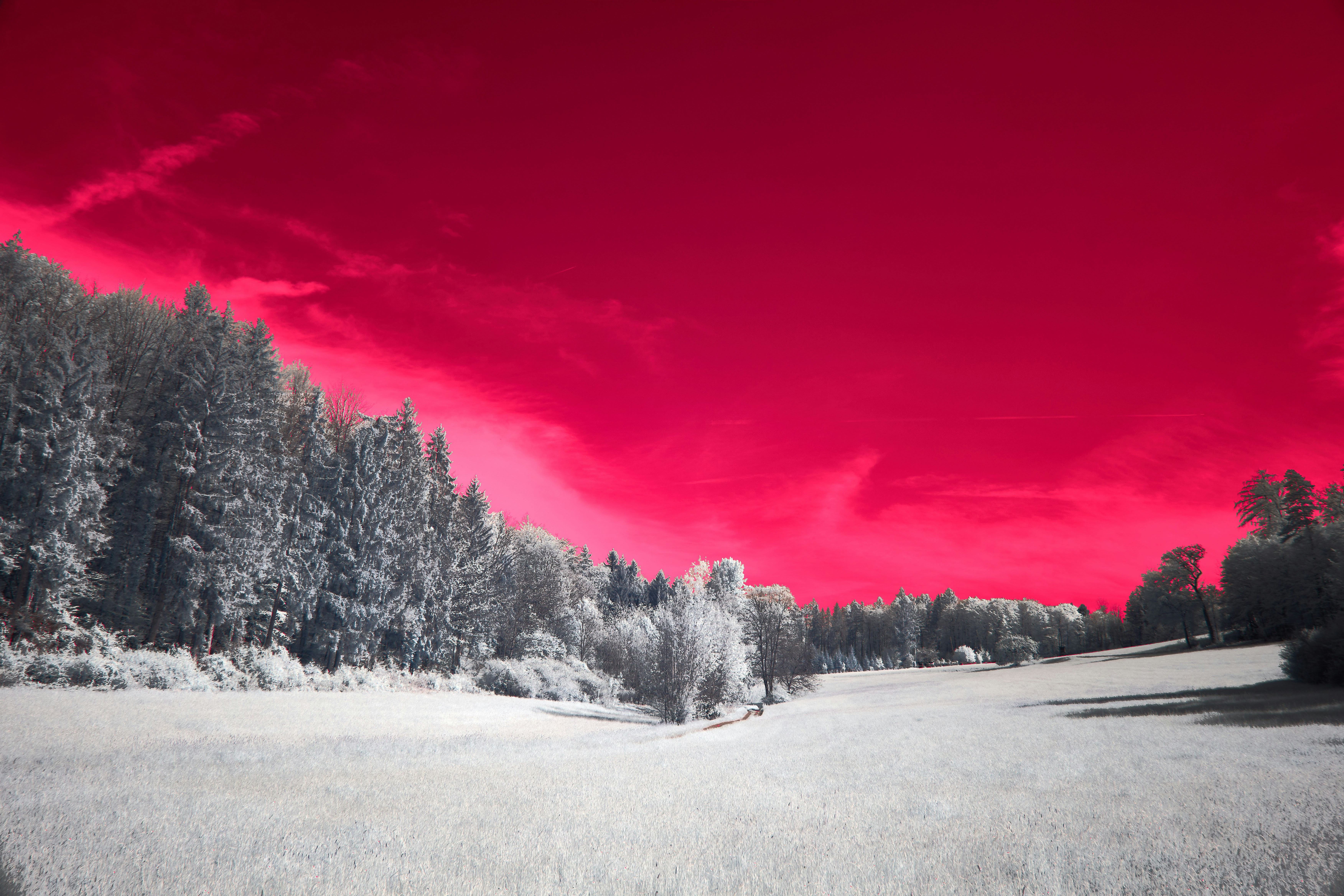 Photo by wolfgang_hasselmann