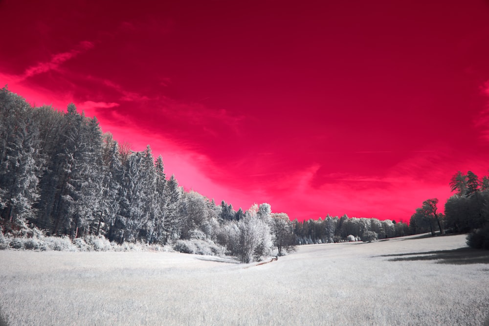 a red sky over a field with trees