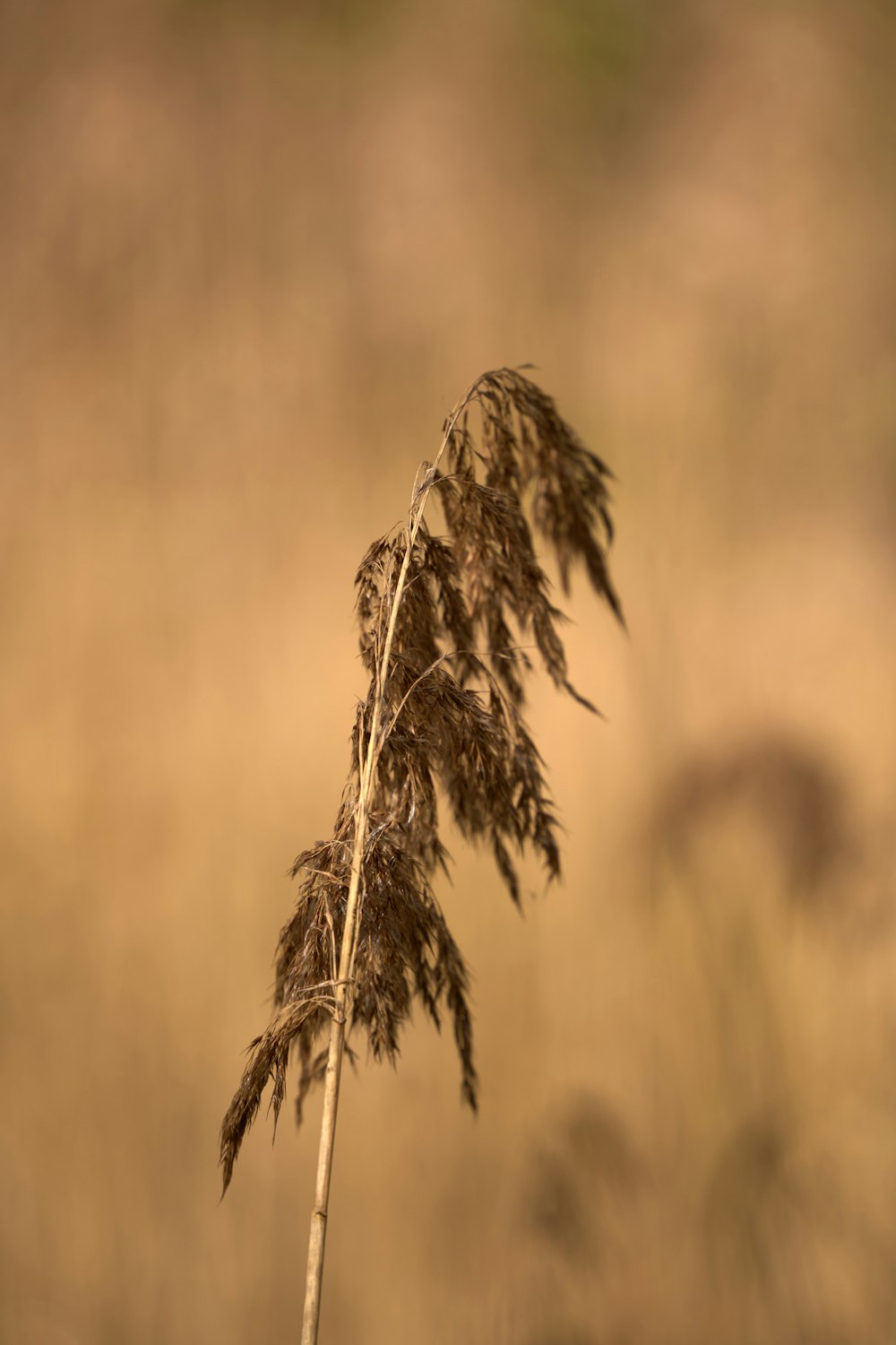 a plant that is in the middle of a field