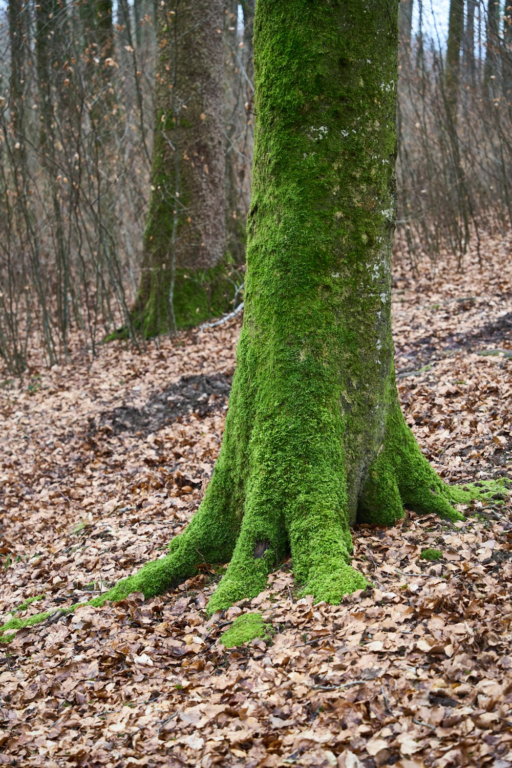 a moss covered tree in the middle of a forest