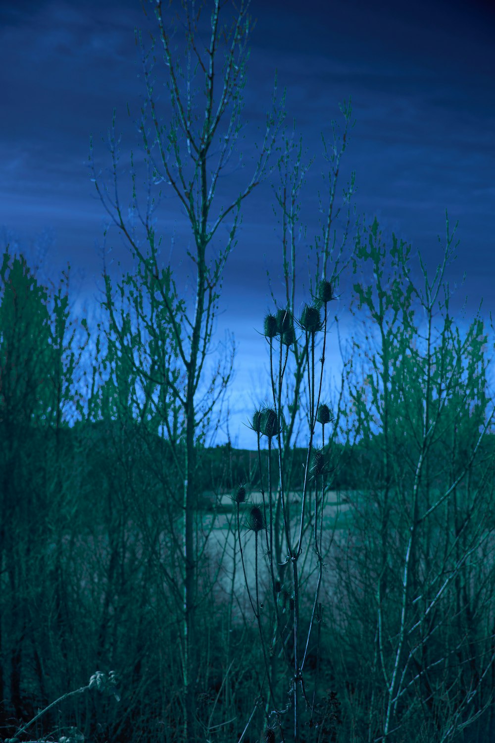 a view of a grassy field with trees in the foreground