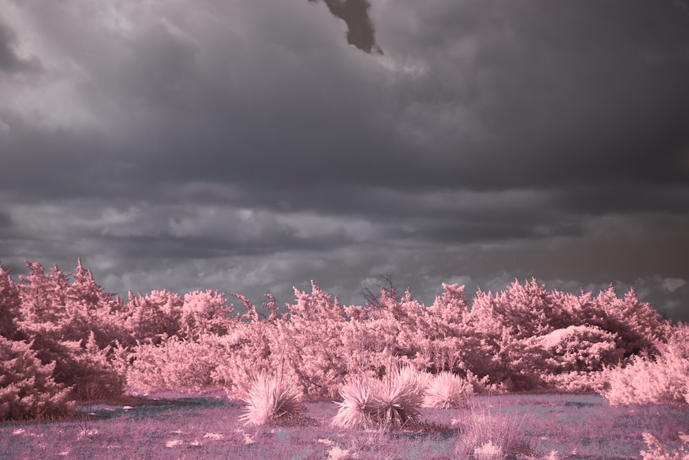 a field with trees and bushes under a cloudy sky