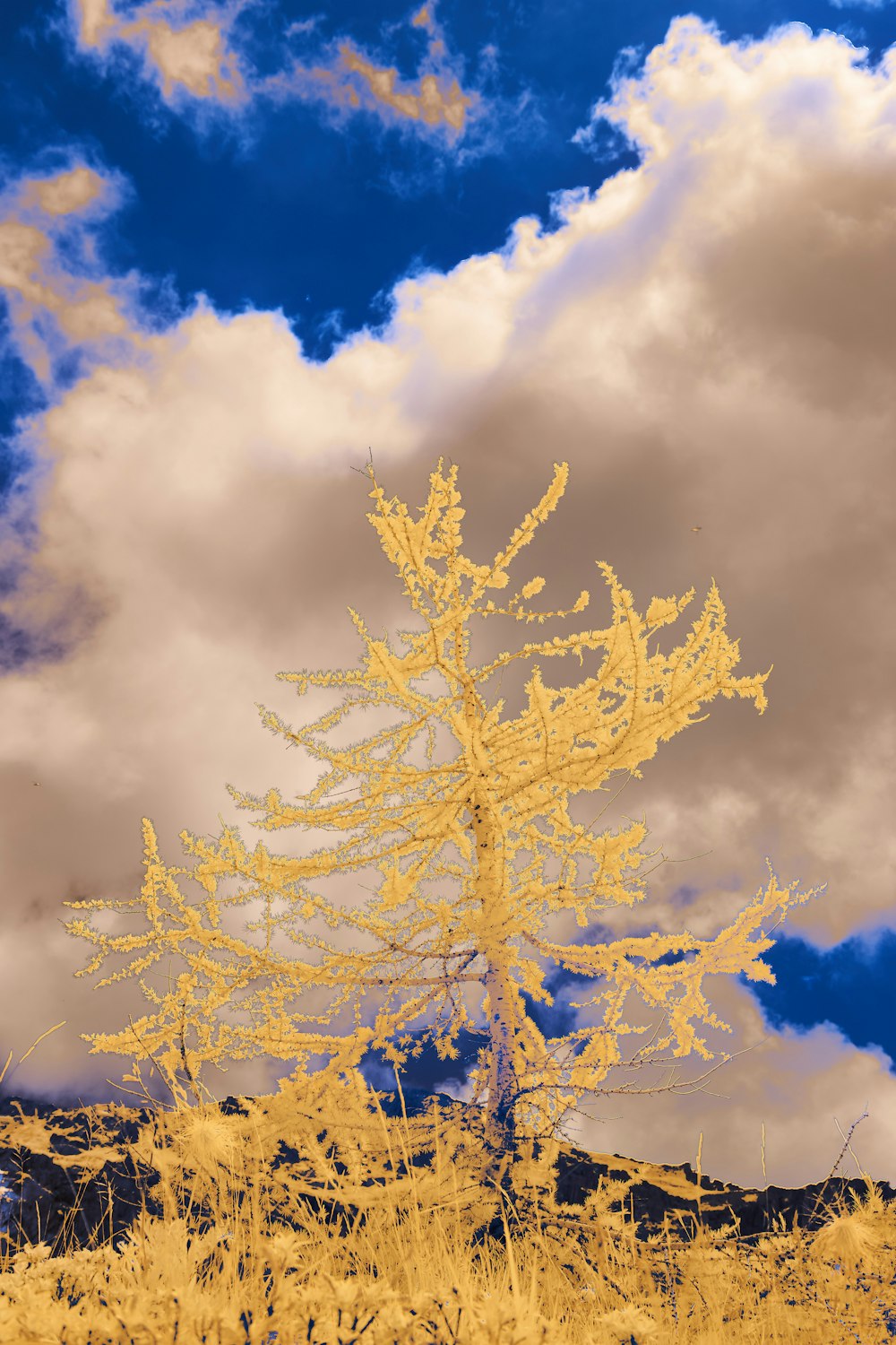 a yellow tree in the middle of a field