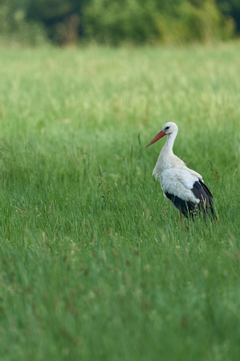 a stork standing in a field of tall grass