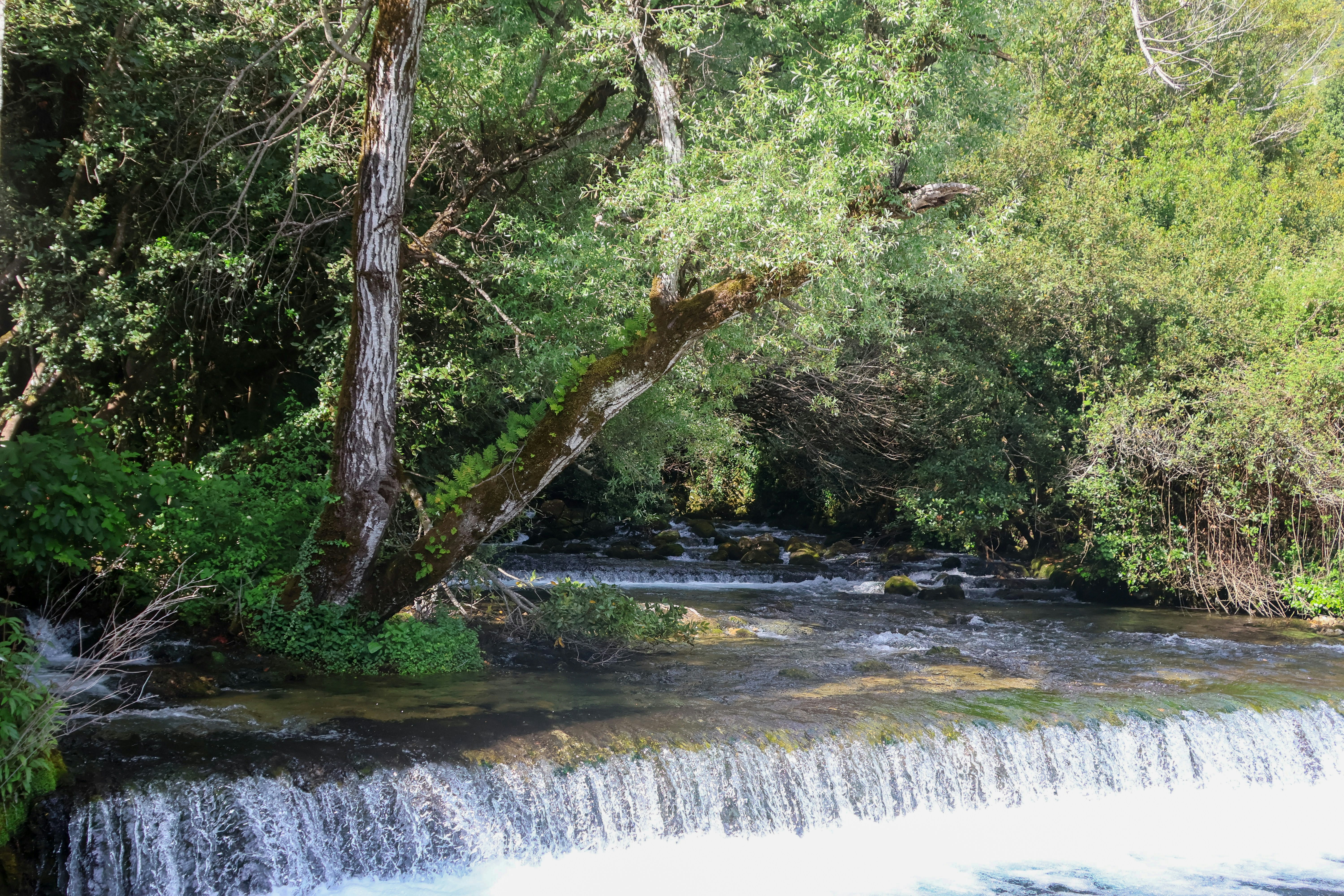 a river running through a lush green forest, 