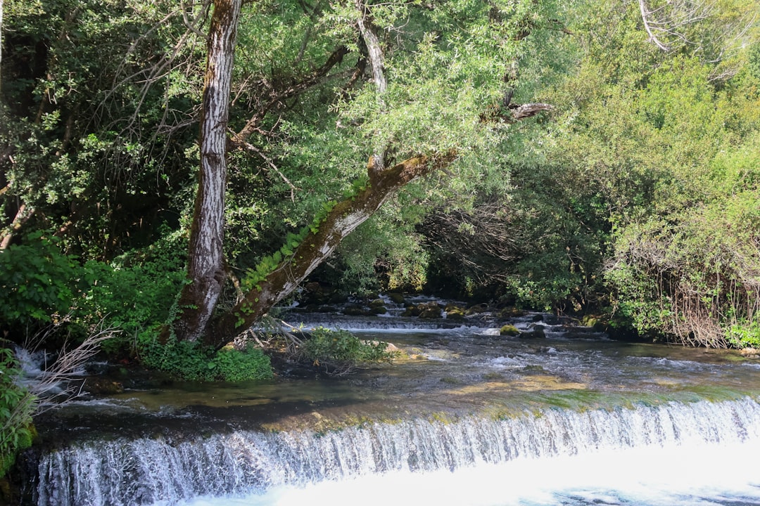 a river running through a lush green forest,