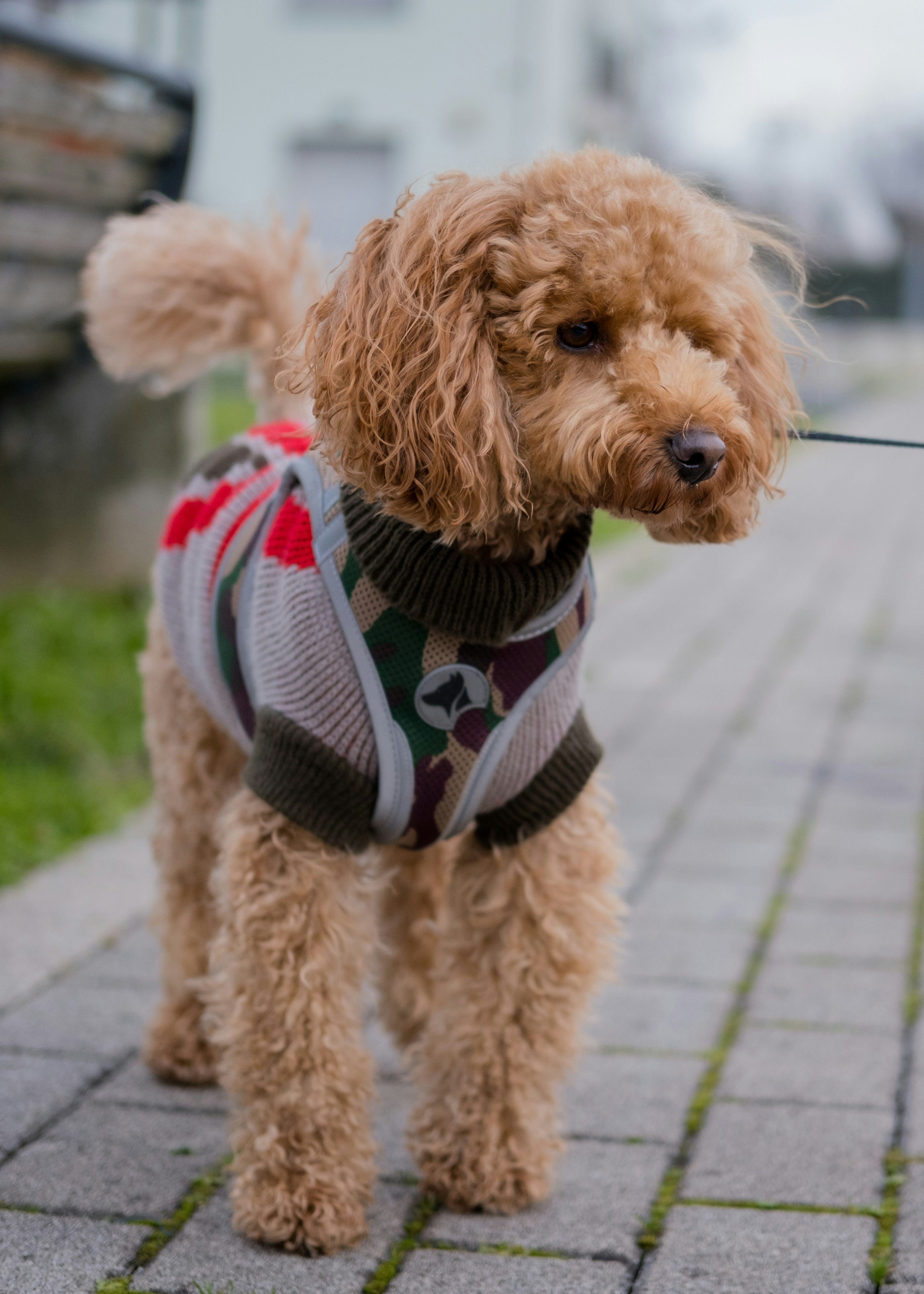 Photo by 1ricca0via1