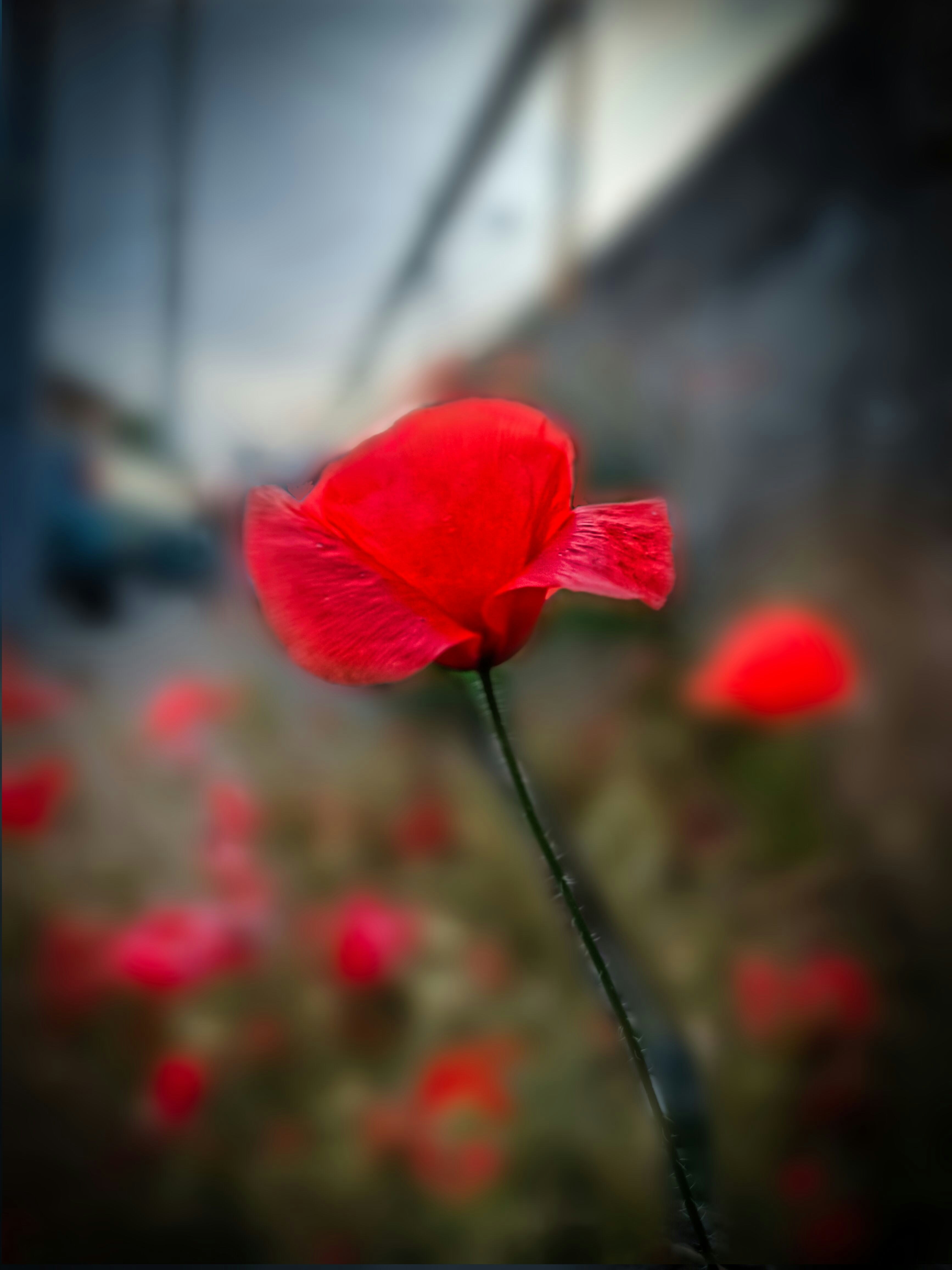 a single red flower in a field of red flowers