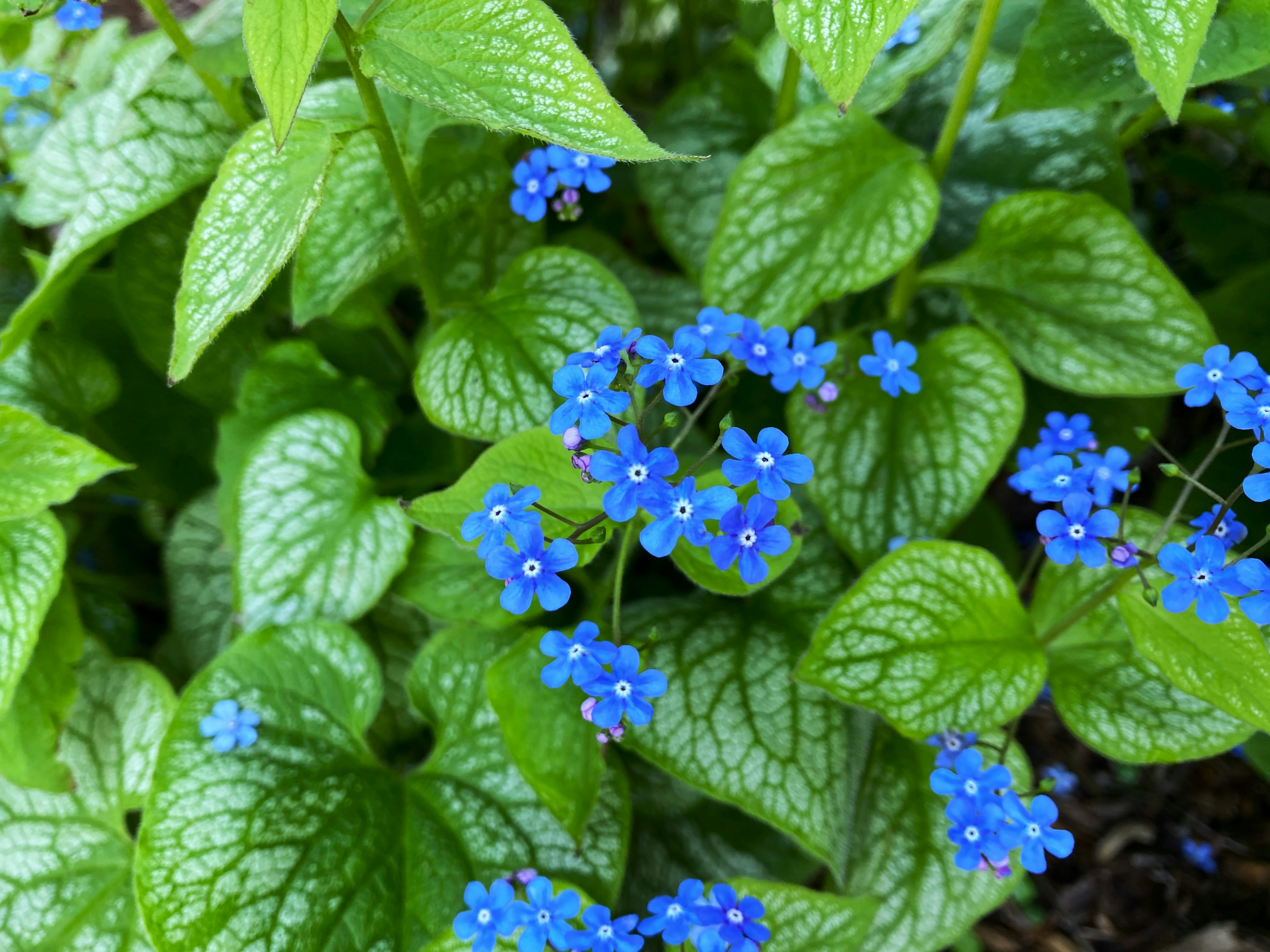 a close up of a bunch of blue flowers