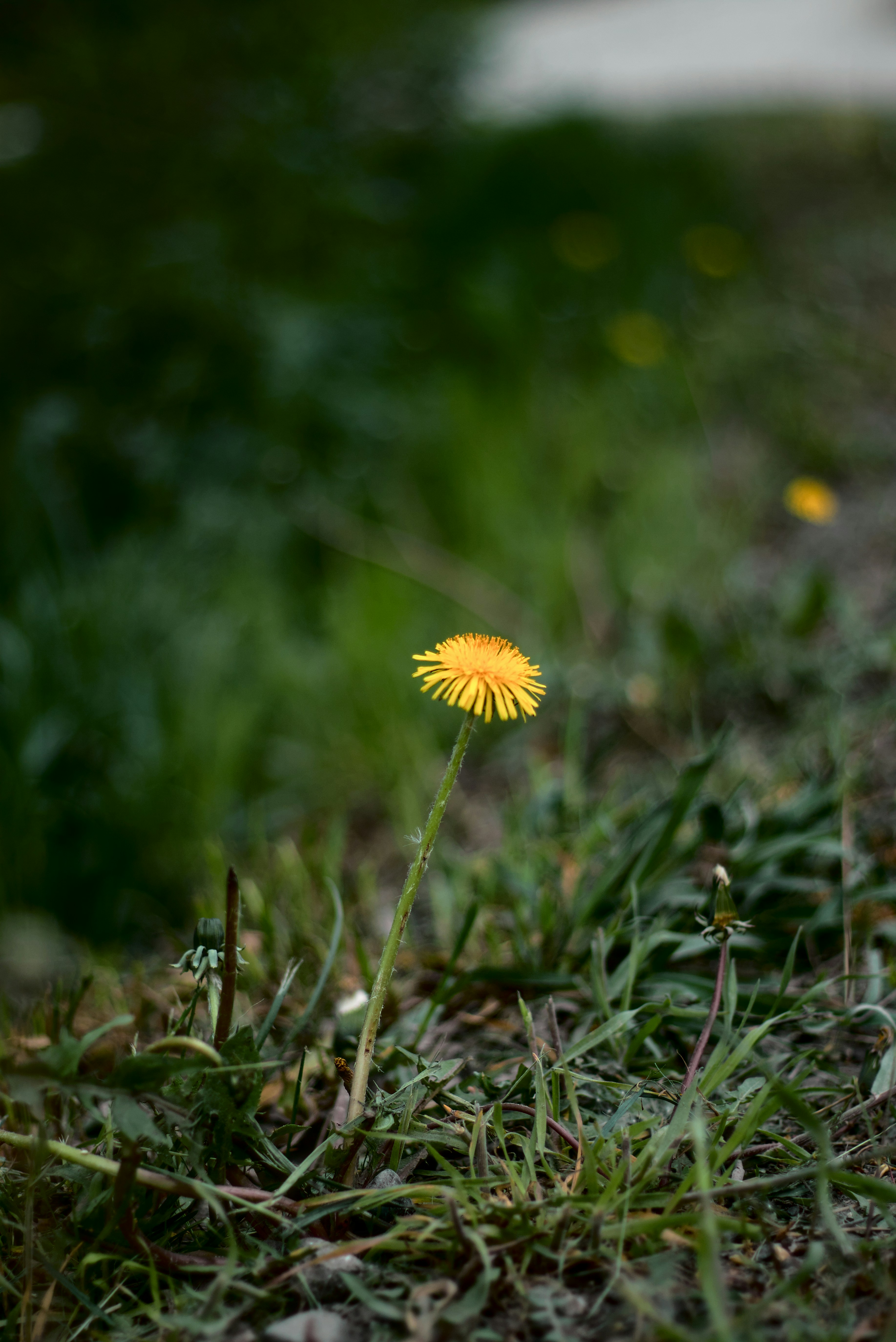 Photo by dcanadianphotographer