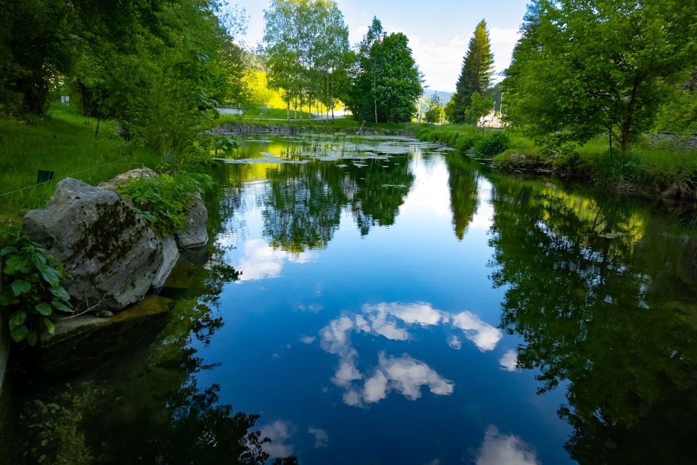 a body of water surrounded by lush green trees