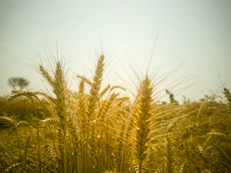 a field of tall grass with the sun in the background