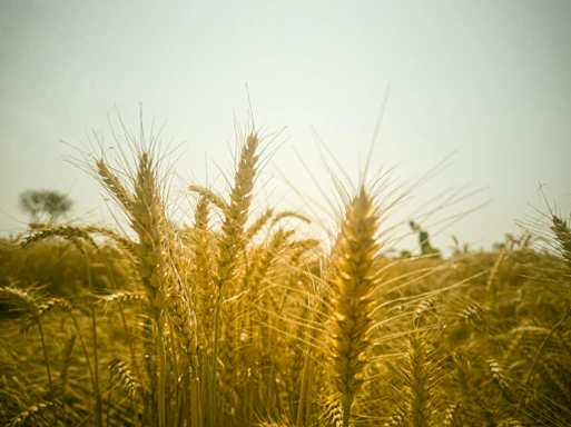 a field of tall grass with the sun in the background