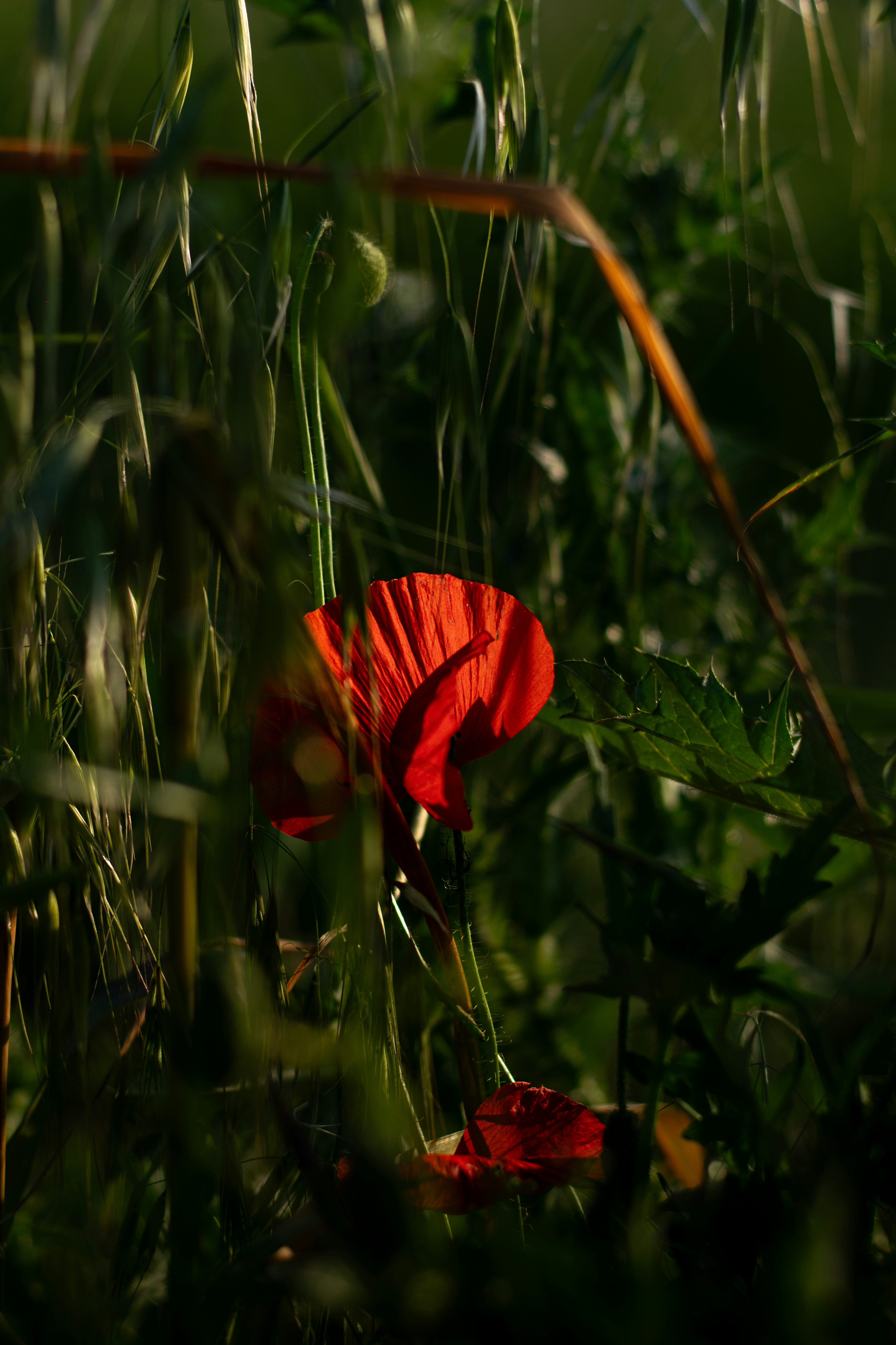 Photo by vigazzzzz