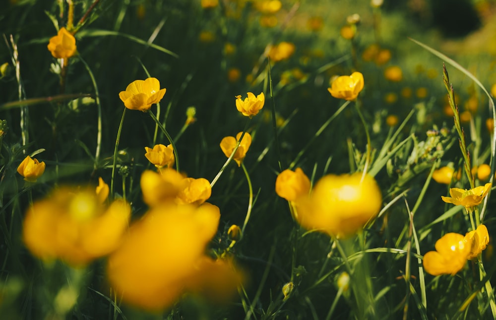 a field full of yellow flowers with green grass