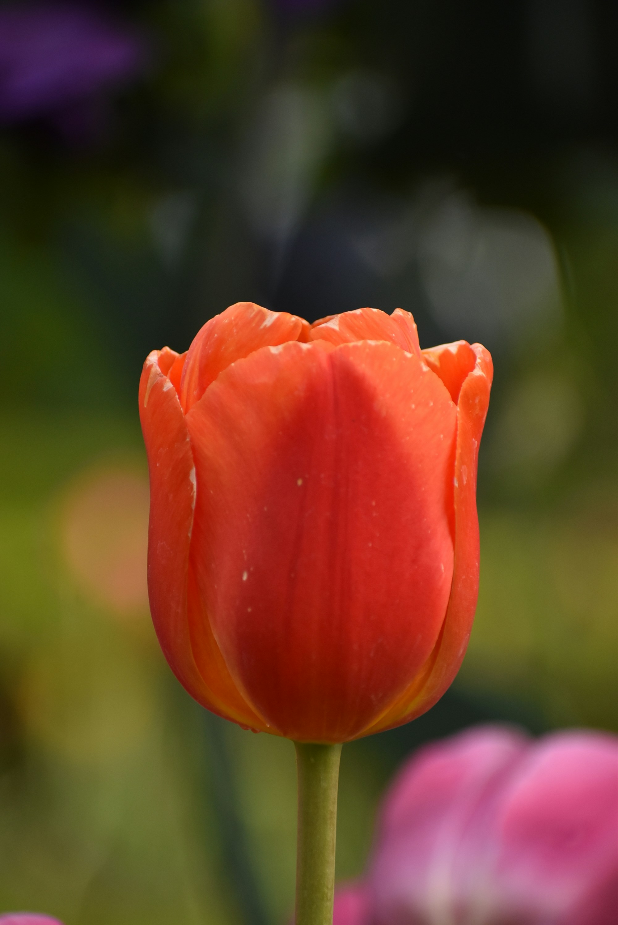 Photo by kaylalinford