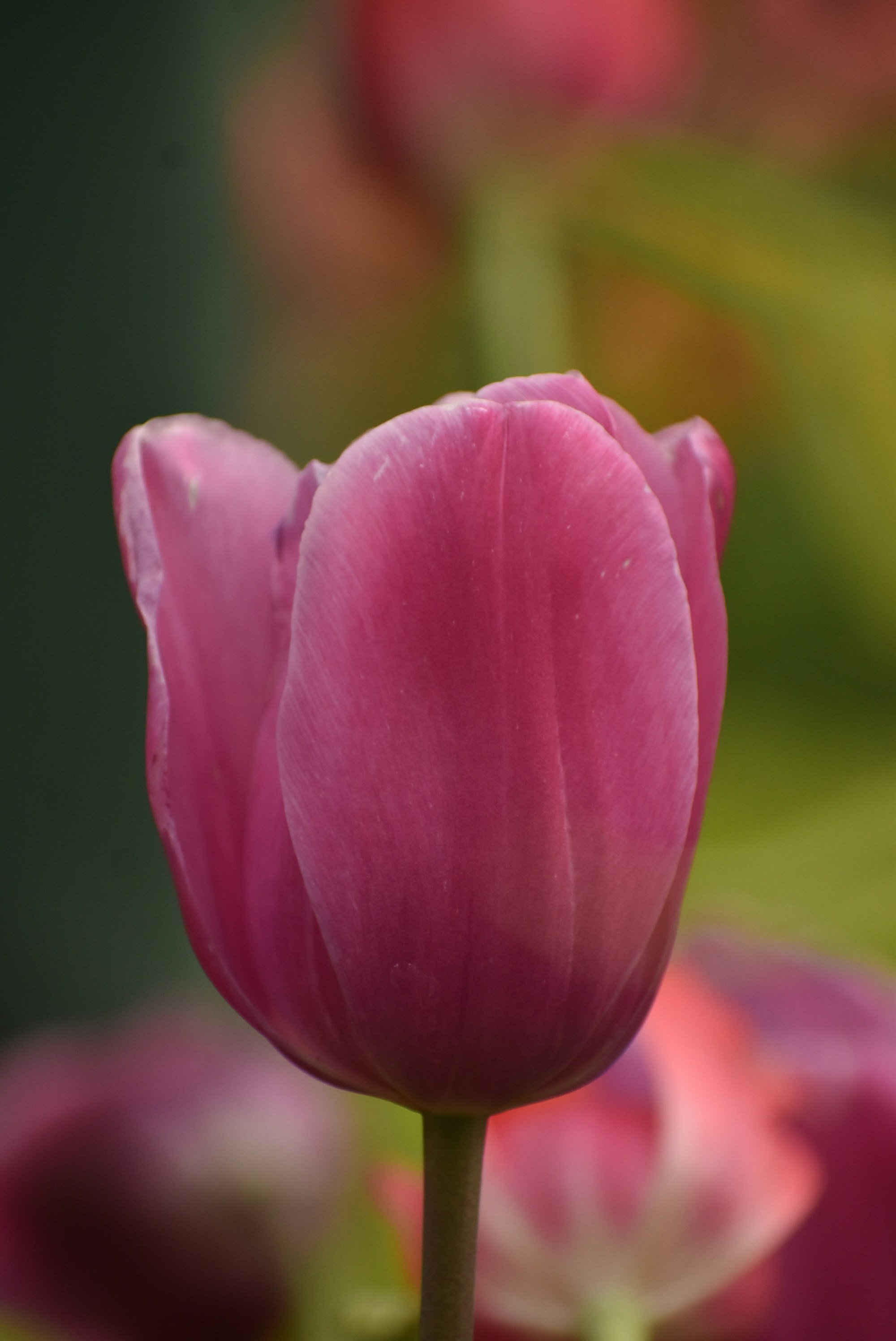 Photo by kaylalinford