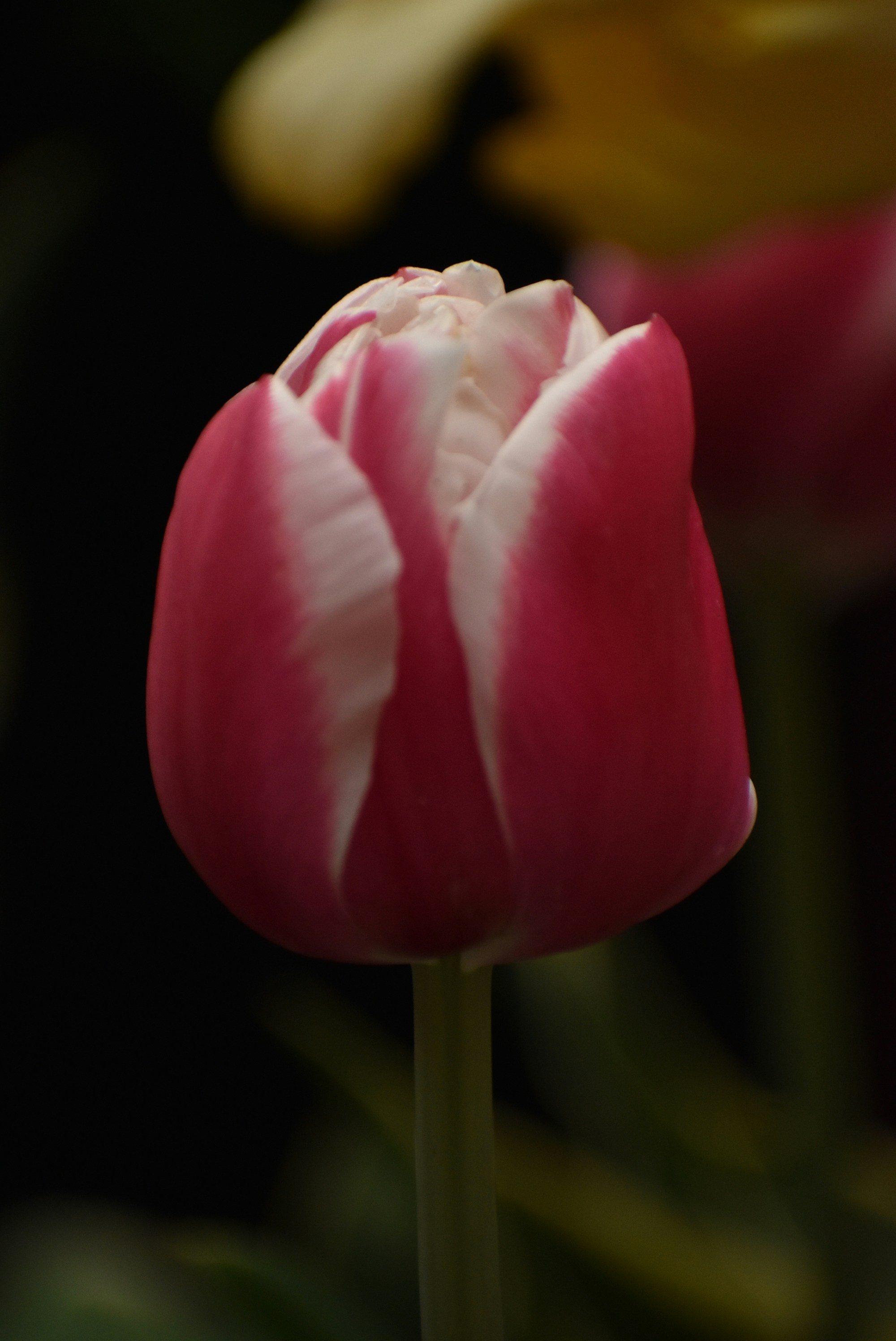 Photo by kaylalinford