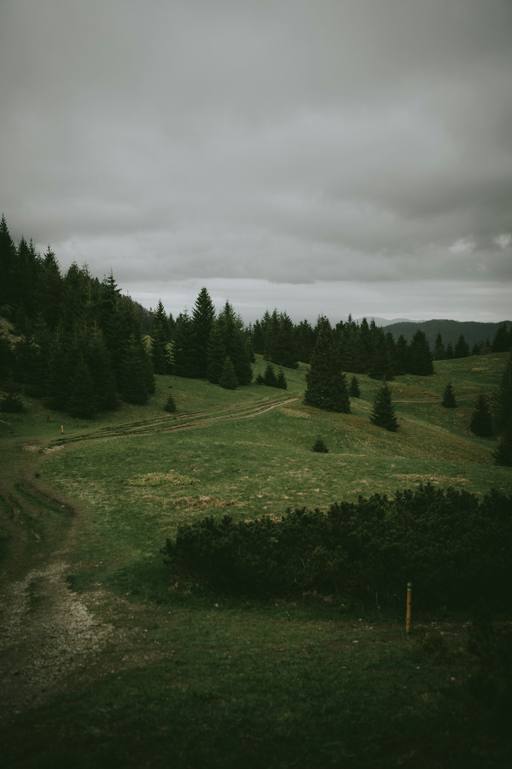 a lush green field surrounded by trees under a cloudy sky