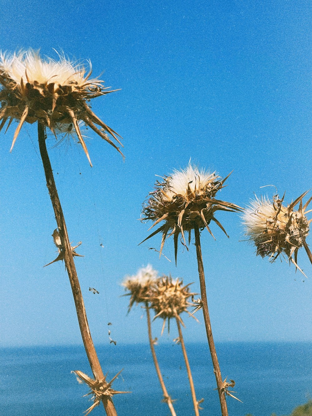 a close up of a bunch of flowers near a body of water