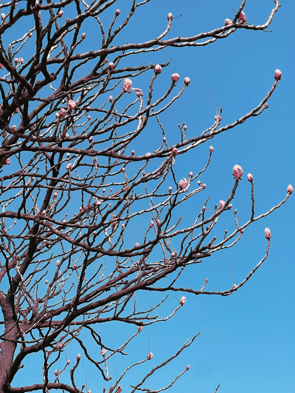 a tree with no leaves and a blue sky in the background