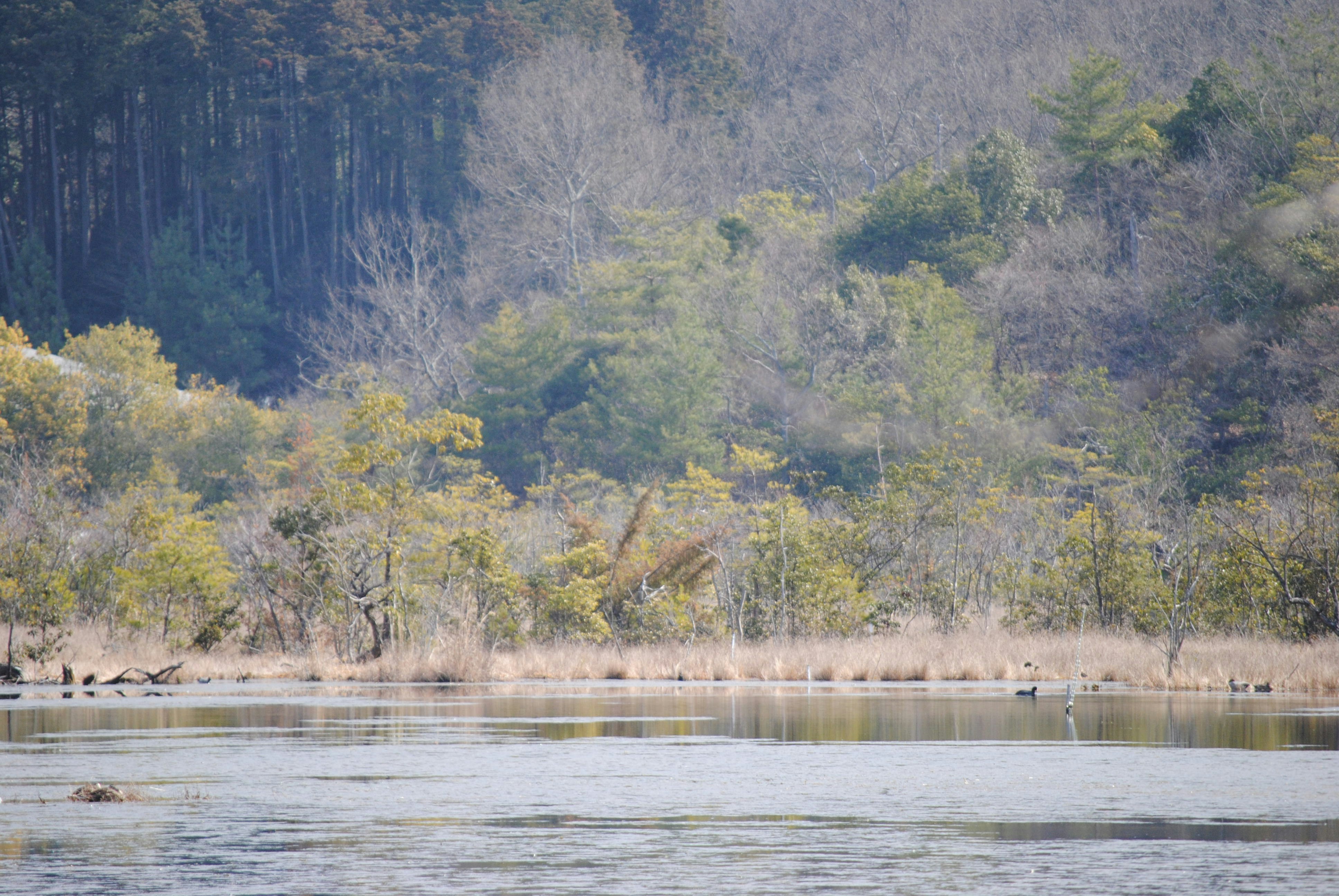 a large body of water surrounded by trees