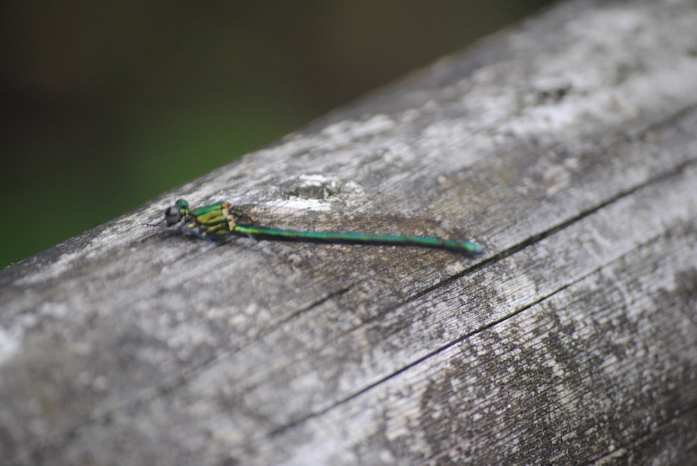 a small green and yellow insect sitting on a piece of wood