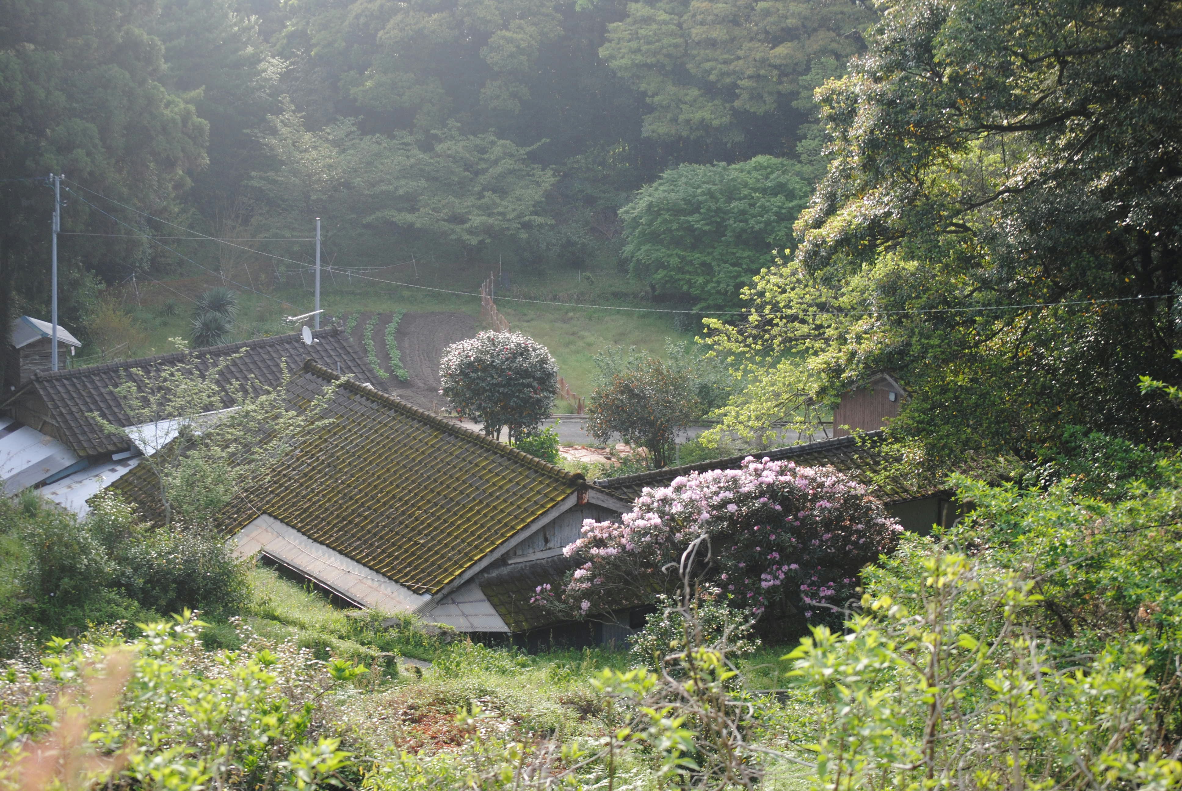 The High Cost of Knotweed Infestation (image credits: unsplash)