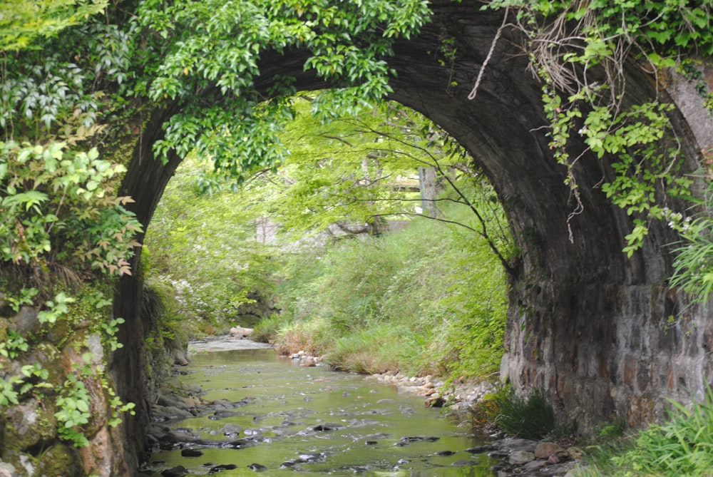 a river running through a tunnel in a lush green forest