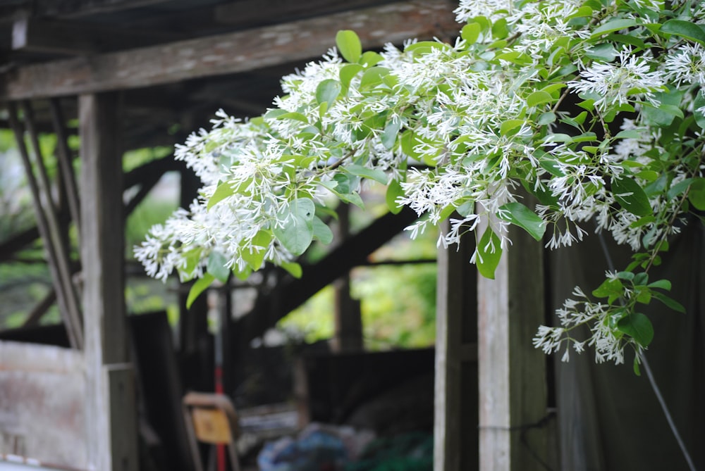 a white flower hanging from the side of a building