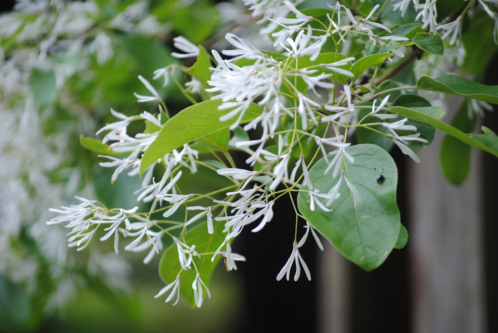 a branch with white flowers and green leaves