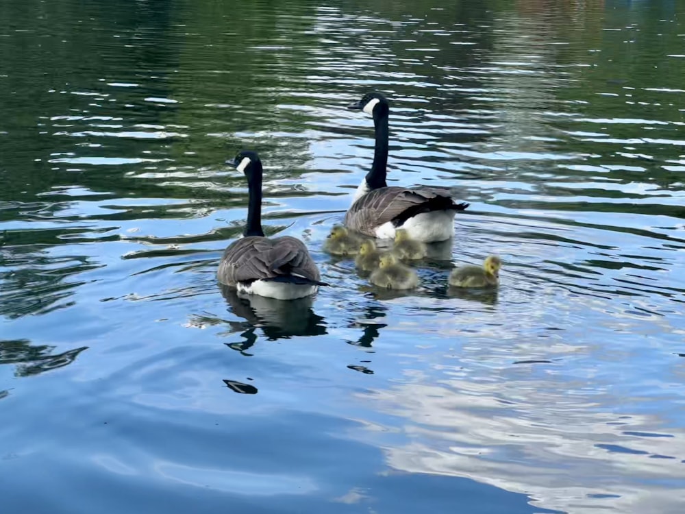 a couple of geese are swimming in the water