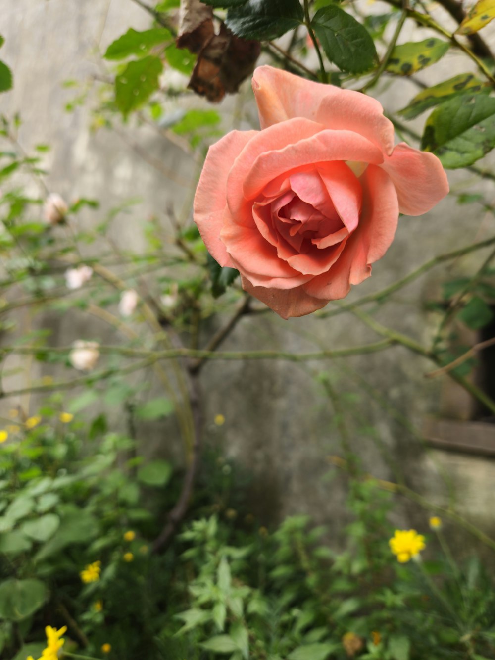 庭にピンクのバラが咲いています