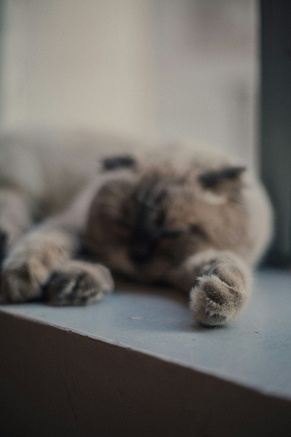 a cat that is laying down on a window sill