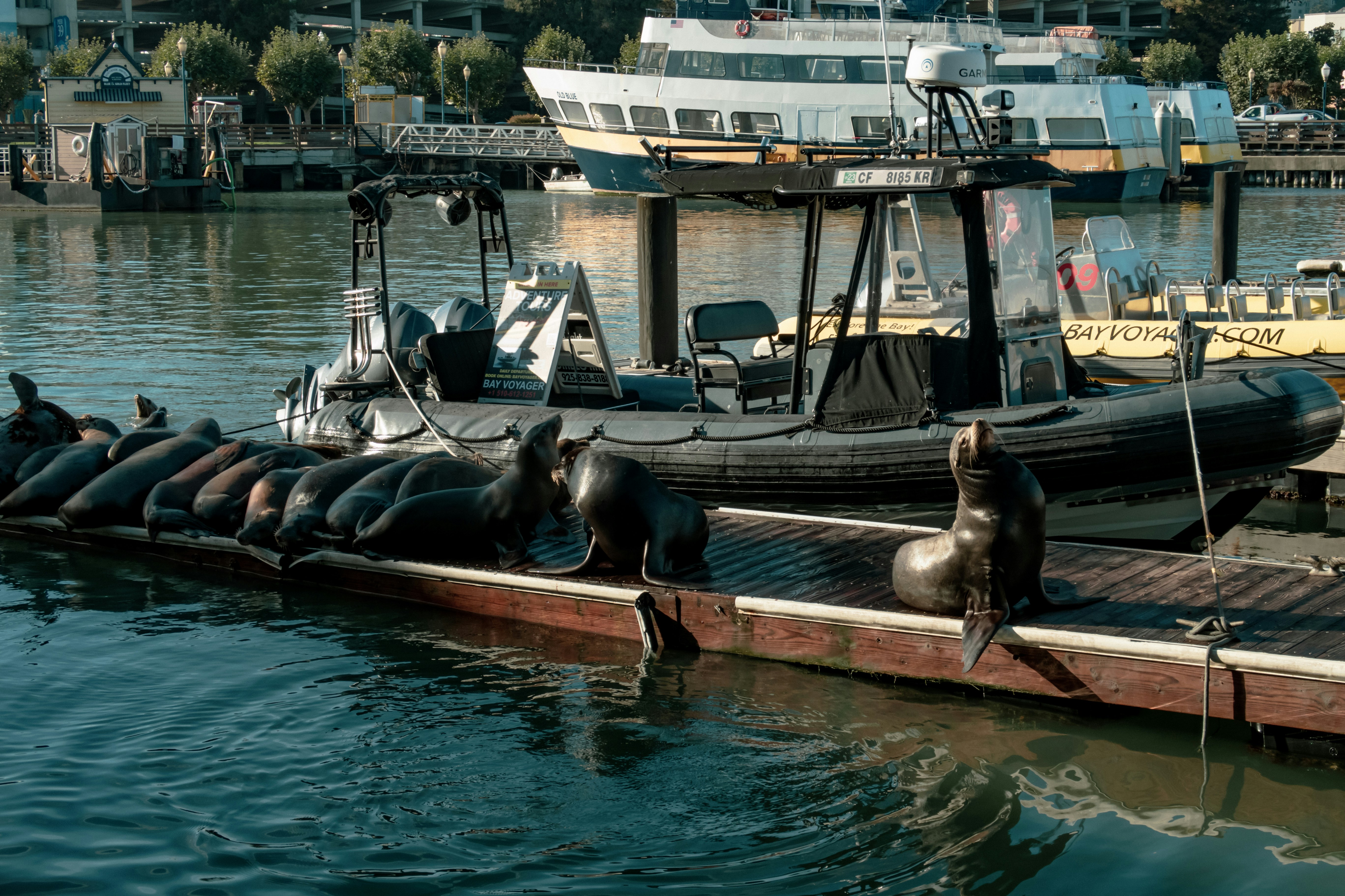 un groupe d’otaries assis sur un quai à côté d’un bateau