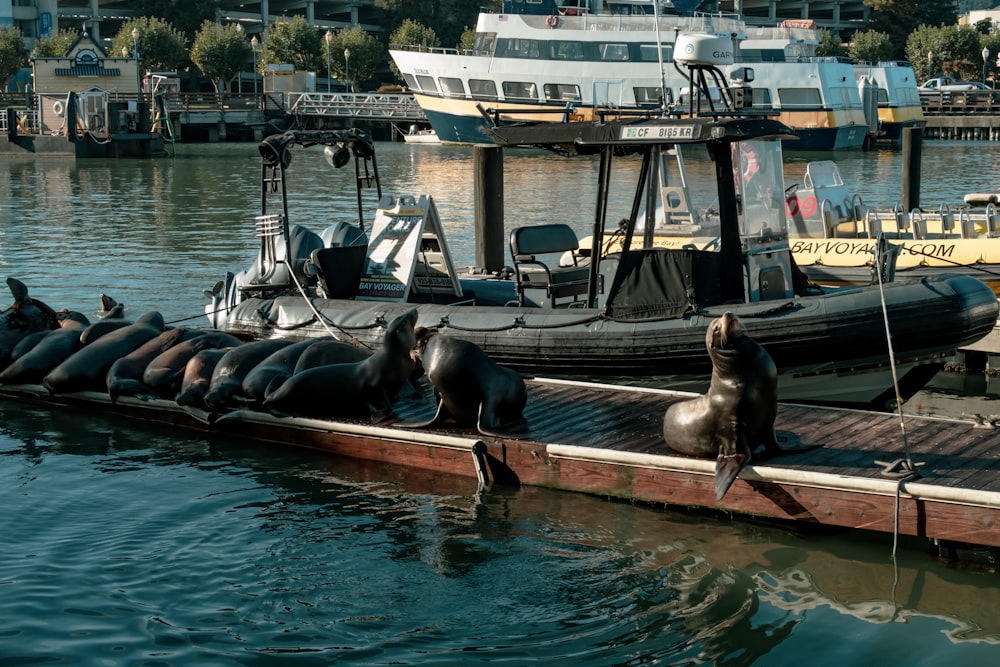 Eine Gruppe Seelöwen sitzt auf einem Dock neben einem Boot