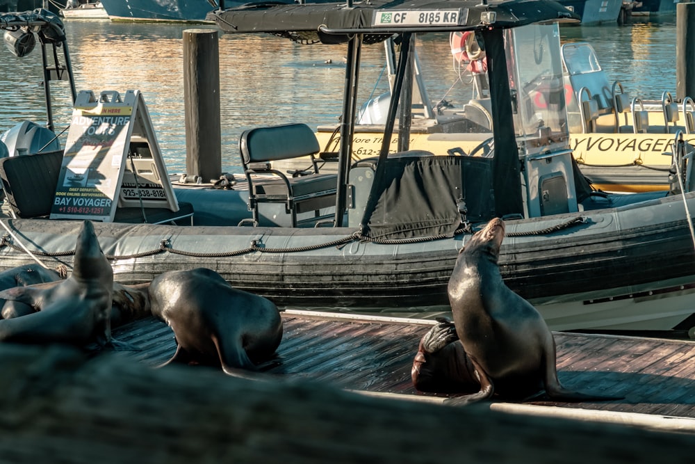 a group of sea lions sitting on a dock next to a boat
