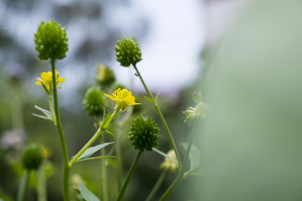 a close up of a yellow flower with a blurry background