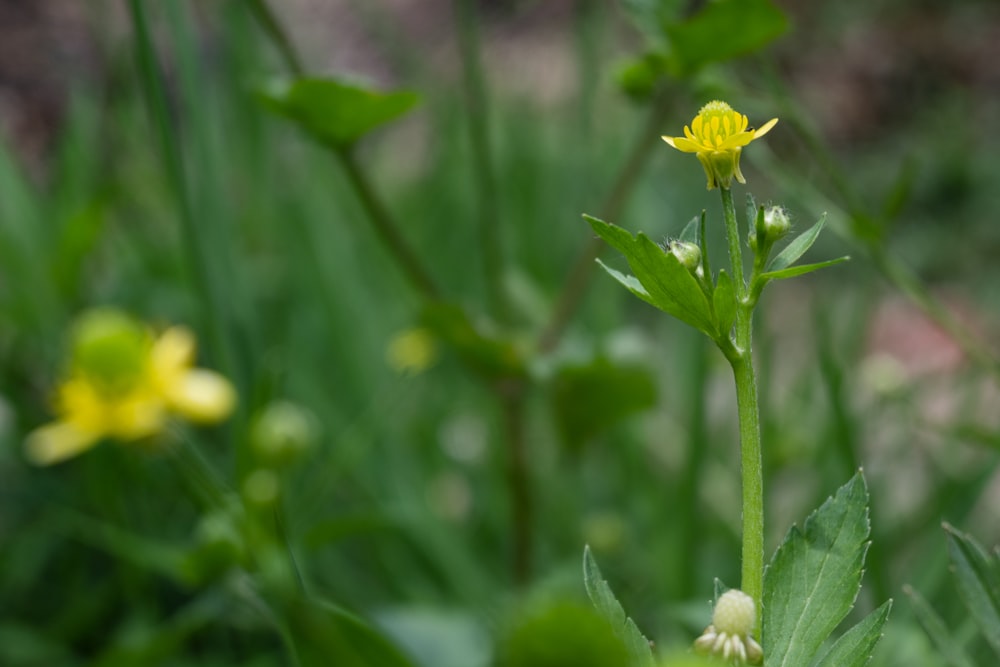 a small yellow flower in a field of green grass