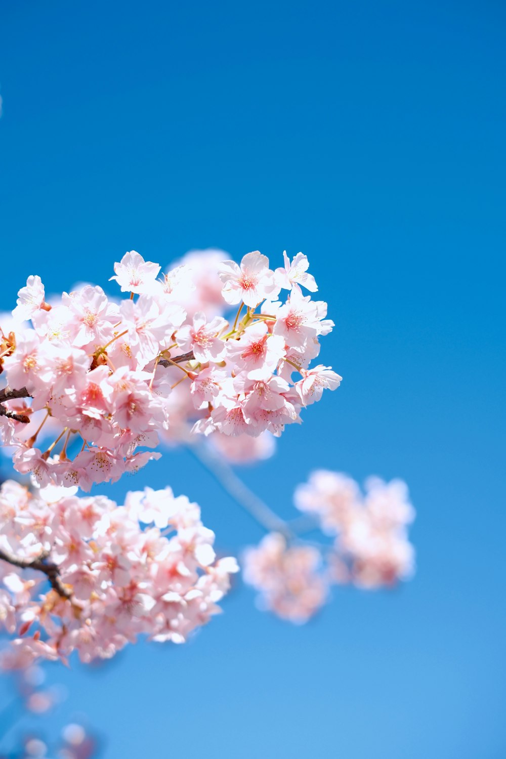 a branch of a tree with pink flowers