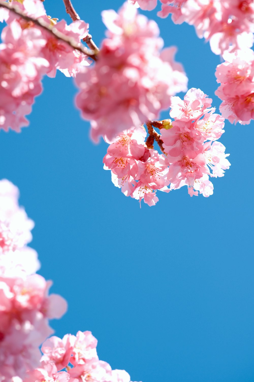 a close up of pink flowers on a tree