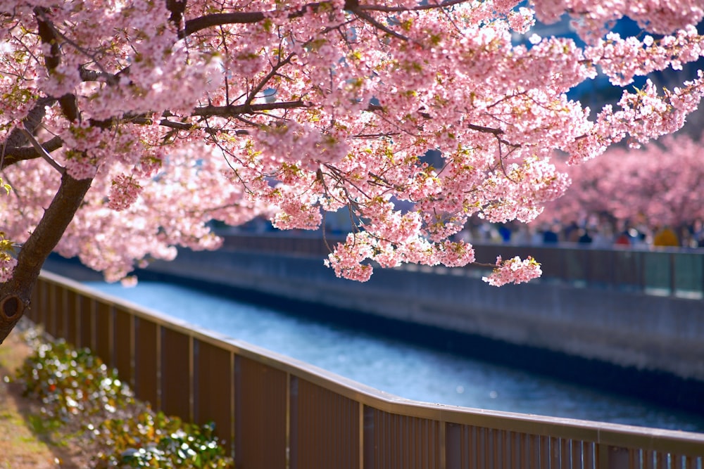 a tree with pink flowers next to a river