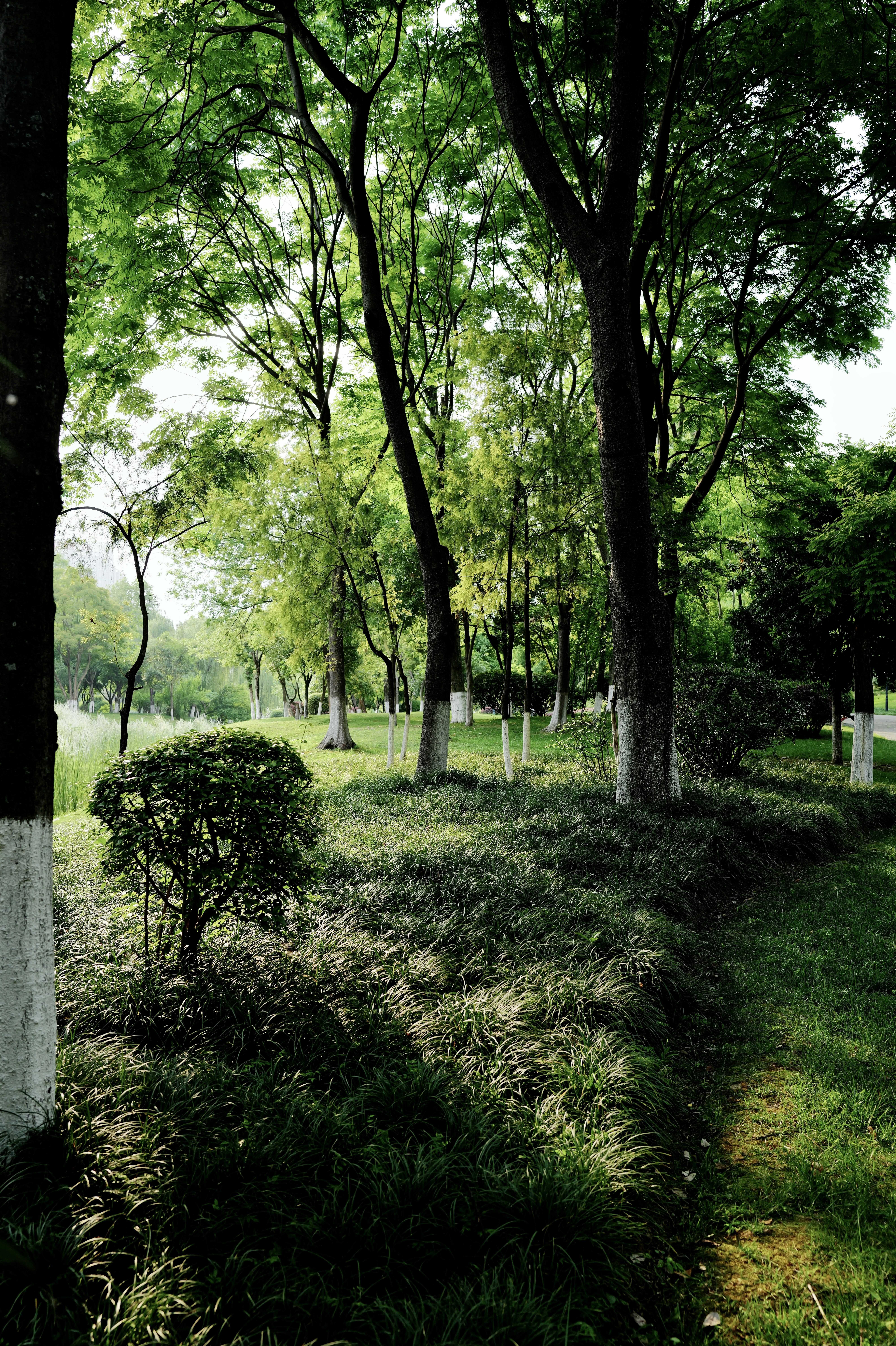 a grassy area with trees and bushes in the background